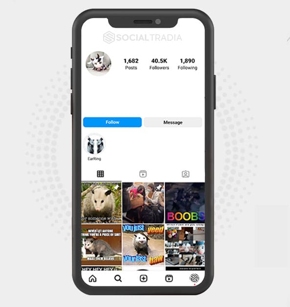 buy Instagram account Opossums Day (40.5 k Followers)