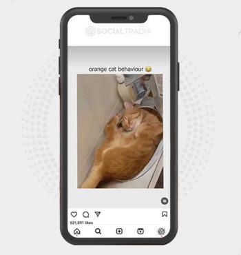 buy Instagram account Kitty Tale (9.5 k Followers)