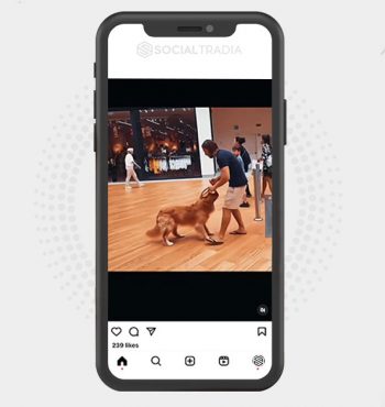 buy Instagram account Goldens Home (35.2 k Followers)