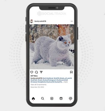 buy Instagram account Lovely.cats678 (2.5 k Followers)