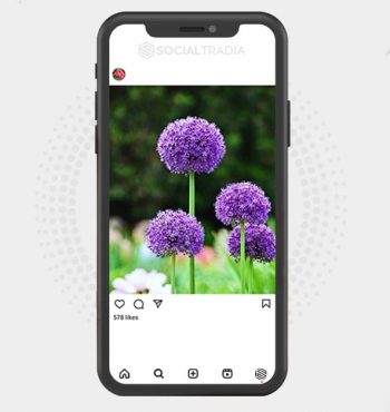 buy Instagram account Nature Leaf (2.1 k Followers)