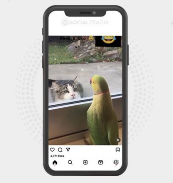 buy Instagram account Pet Line (5.8 k Followers)