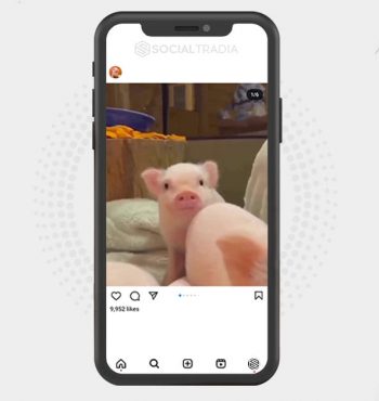 buy Instagram account Pig Page (151 k Followers)