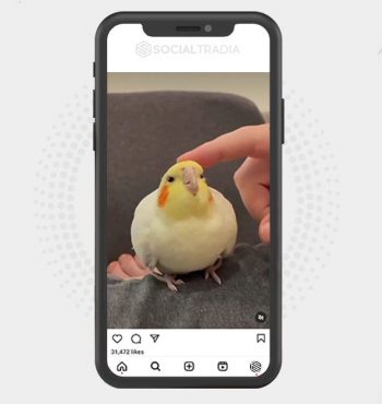 buy Instagram account BirdsAll (28.6 k Followers)