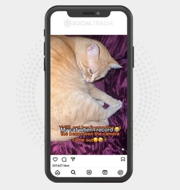 buy Instagram account CatExplore (10 k Followers)