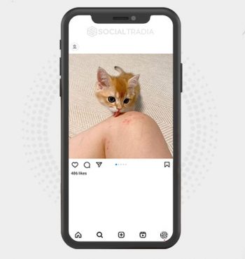 buy Instagram account CatStand (7 k Followers)