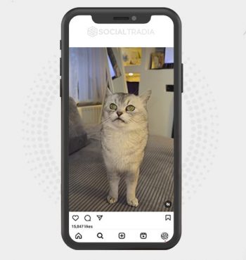 buy Instagram account CattyFull (297 k Followers)