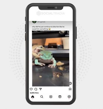 buy Instagram account FrogPage (2.1 k Followers)