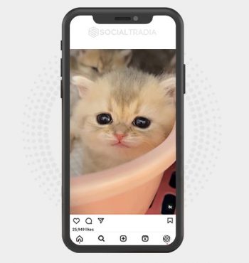 buy Instagram account KittyTown (25.1 k Followers)