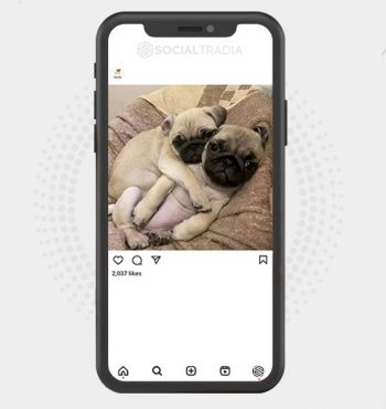 buy Instagram account PugDogs (17.2 k Followers)