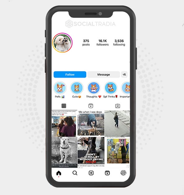 buy Instagram account Puppy Pole (16.1 k Followers)