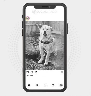 buy Instagram account Puppy Pole (16.1 k Followers)