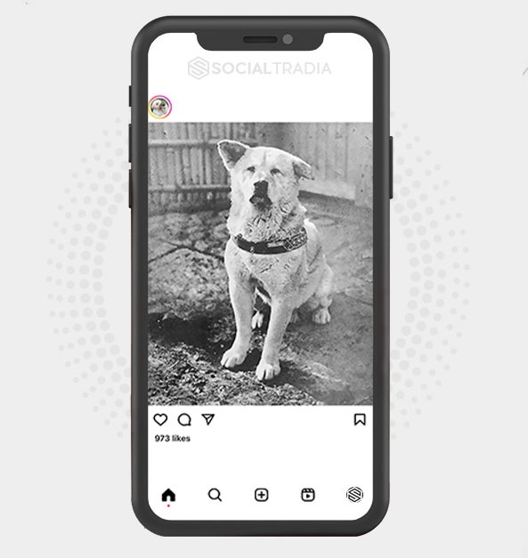 buy Instagram account Puppy Pole (16.1 k Followers)