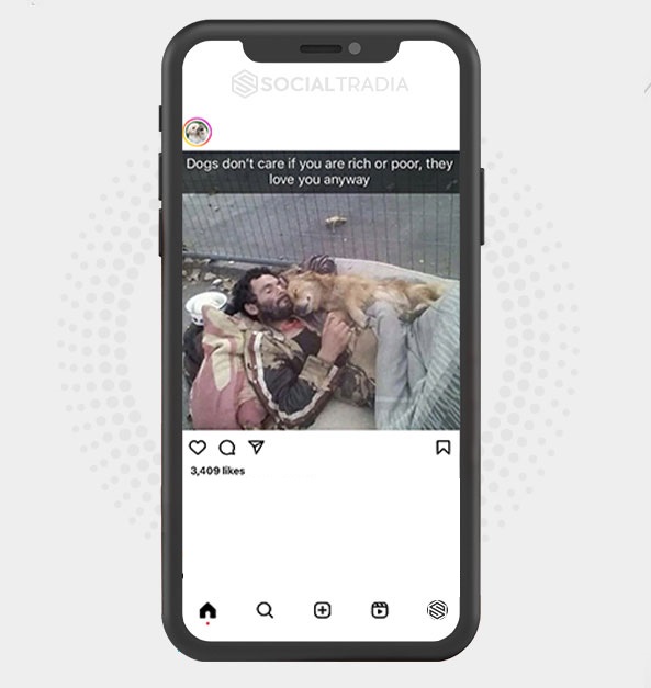 buy Instagram account Puppy Pole (16.1 k Followers)