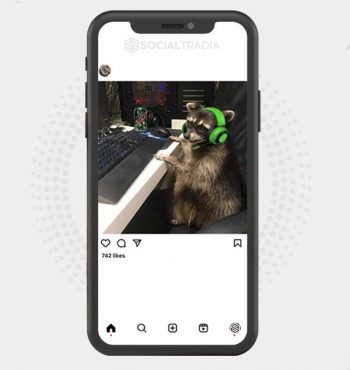 buy Instagram account RaccoonFan (5.9 k Followers)