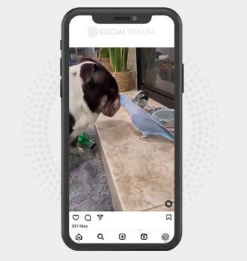 buy Instagram account Bulldog Lab (18 k Followers)