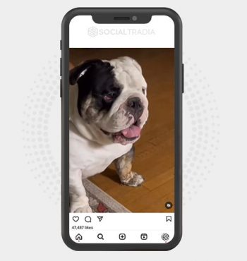 buy Instagram account Bulldog Land (17.3 k Followers)