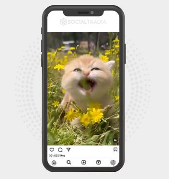 buy Instagram account Cats Add (39.9 k Followers)