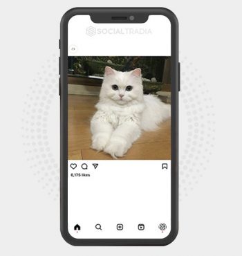 buy Instagram account CattyPole (6.2 k Followers)