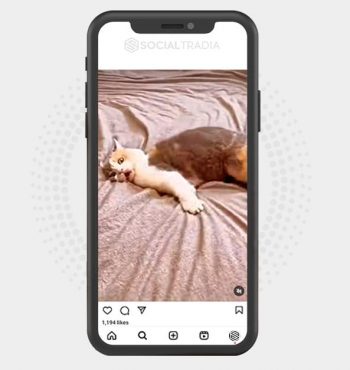 buy Instagram account CattyPort (31.8 k Followers)