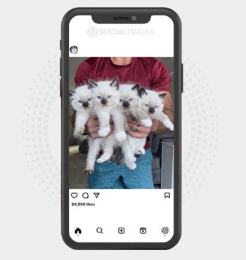 buy Instagram account HeyKitty (70.1 k Followers)
