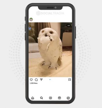 buy Instagram account Owl Beauty (46.1 k Followers)