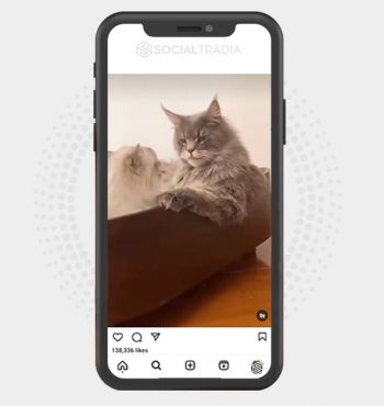 buy Instagram account PetSing (21.4 k Followers)