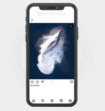 buy Instagram account WhaleBeauty (585 k Followers)