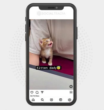 buy Instagram account CatBuddy (26.2 k Followers)