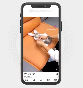 buy Instagram account CatClubing (36.7 k Followers)
