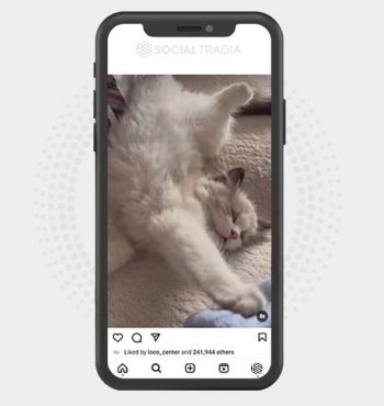 buy Instagram account CatPaw (64.2 k Followers)