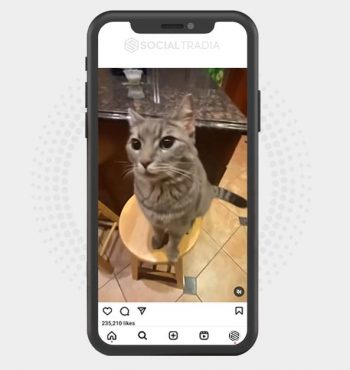 buy Instagram account CrazyPet (6 k Followers)