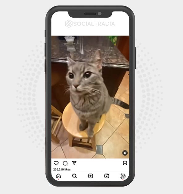 buy Instagram account CrazyPet (6 k Followers)