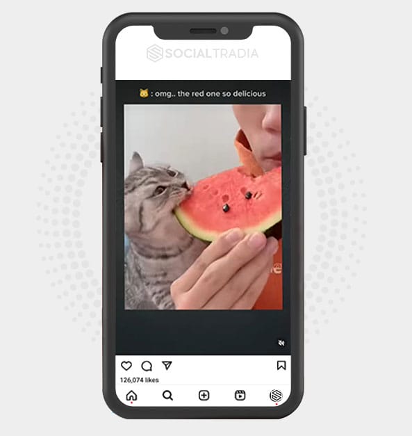 buy Instagram account CrazyPet (6 k Followers)