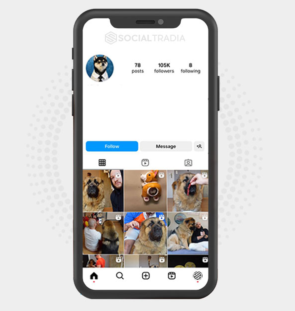 buy Instagram account dogscommunity (107 k Followers)