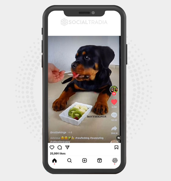 buy Instagram account dogscommunity (107 k Followers)