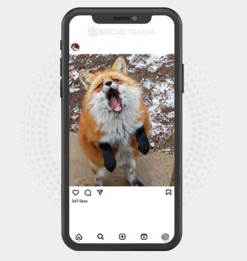 buy Instagram account FoxPage (21 k Followers)