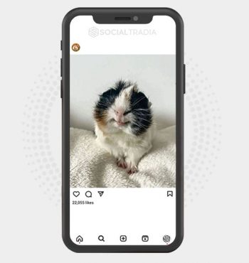 buy Instagram account GuineaPool (127 k Followers)