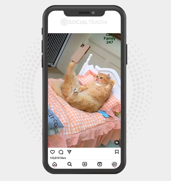 buy Instagram account HomePet (6.6 k Followers)