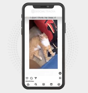 buy Instagram account MeowCat (29.3 k Followers)