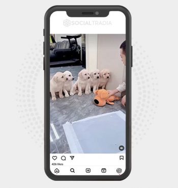 buy Instagram account Pet Found (41.1 k Followers)