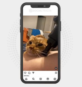 buy Instagram account Pet Salon (88.8 k Followers)