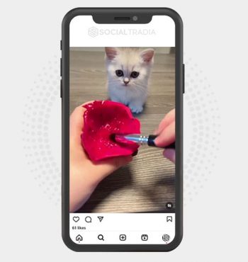 buy Instagram account Pet Shot (7.3 k Followers)