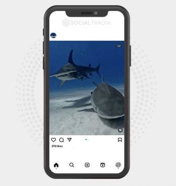 buy Instagram account SharkFound (96.6 k Followers)