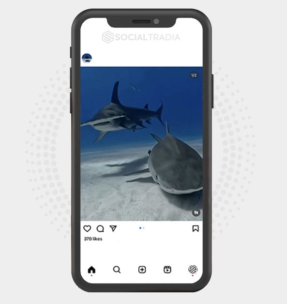 buy Instagram account SharkFound (96.6 k Followers)