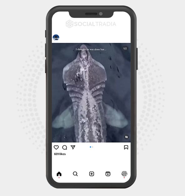 buy Instagram account SharkFound (96.6 k Followers)