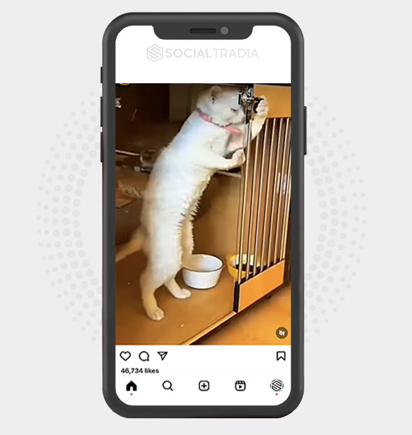 buy Instagram account AnimalWish (38.4 k Followers) buy Instagram account AnimalWish (38.4 k Followers)