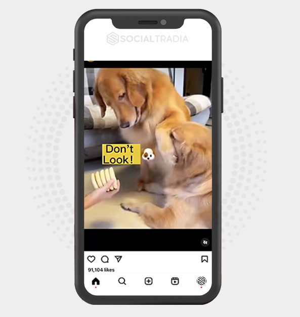 buy Instagram account AnimalWish (38.4 k Followers) buy Instagram account AnimalWish (38.4 k Followers)