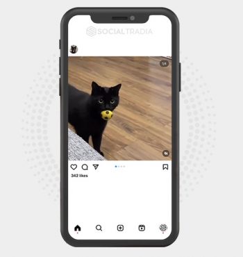 buy Instagram account CatDark (53.9 k Followers)