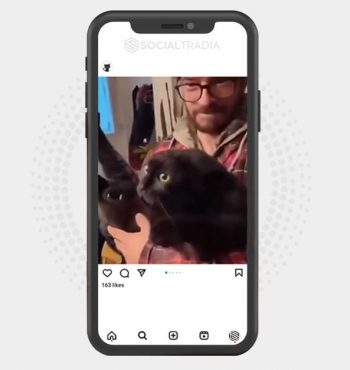 buy Instagram account CatFamily (14.7 k Followers)